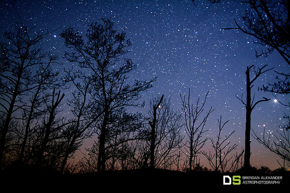 Stars and Trees